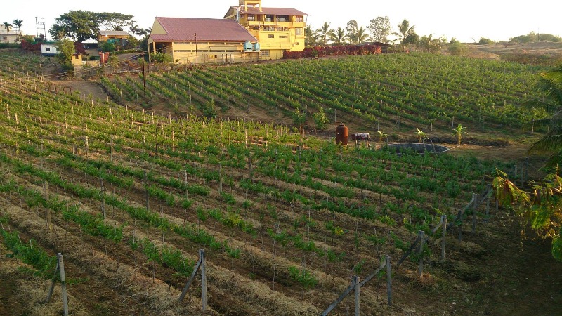 Wine Tour